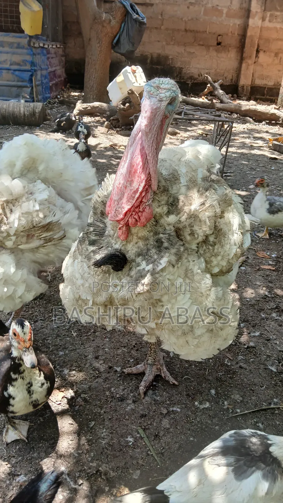 Fresh From Backyard