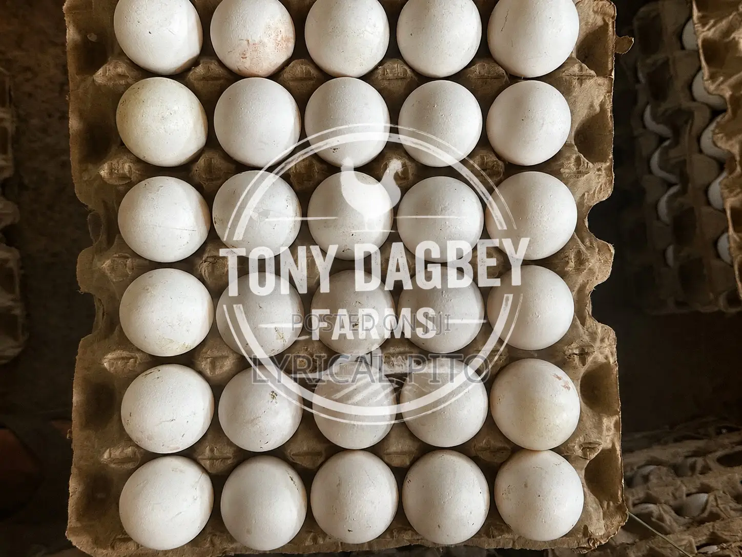 Tony Dagbey Farms – Fresh Quality Eggs
