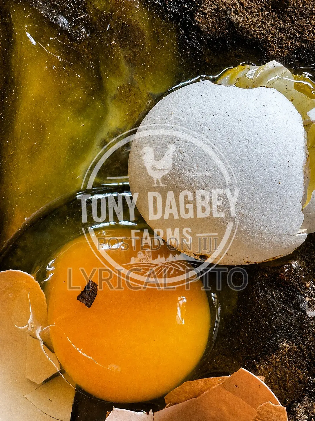 Tony Dagbey Farms – Fresh Quality Eggs