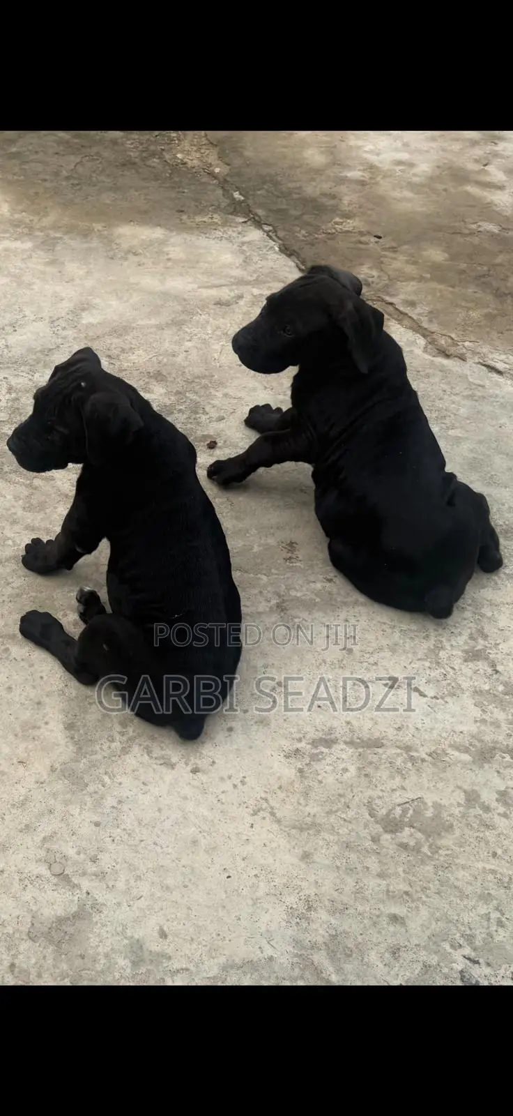 1-3 months Female Purebred Boerboel