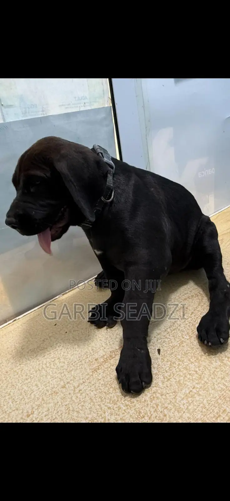 1-3 months Female Purebred Boerboel