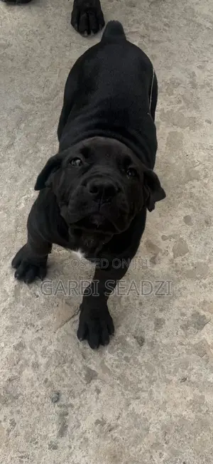 1-3 months Female Purebred Boerboel