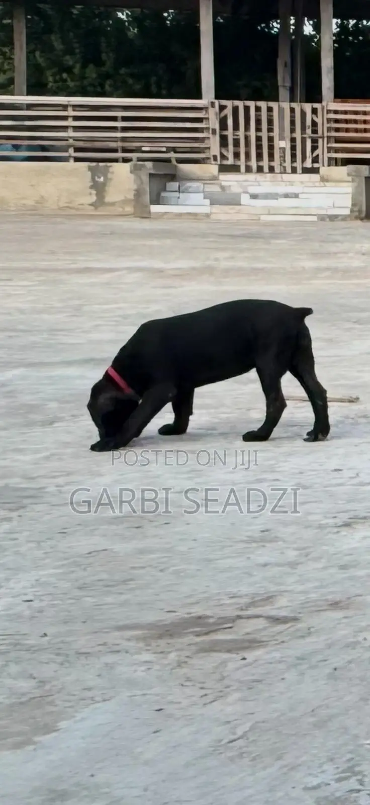 1-3 months Female Purebred Boerboel