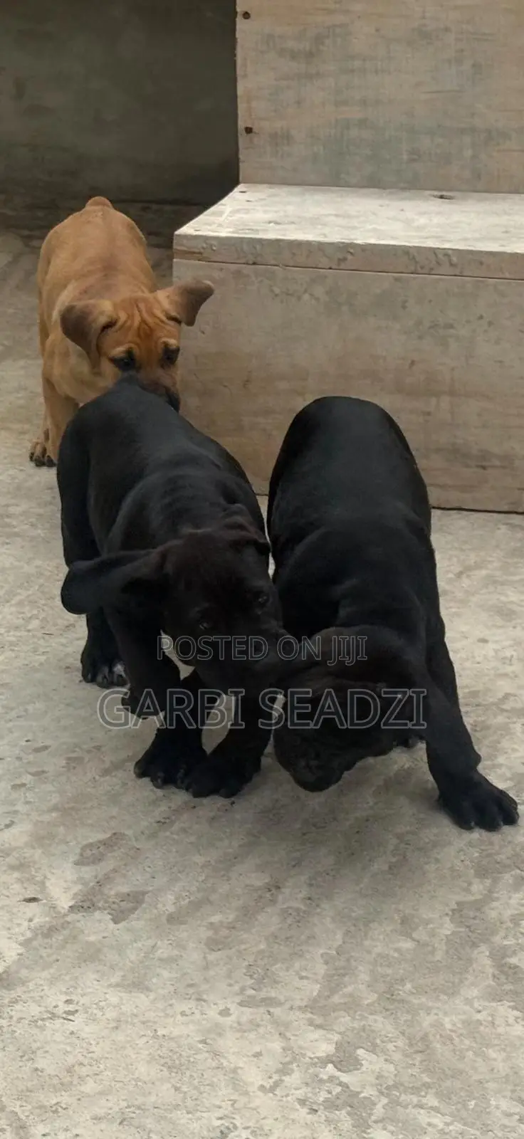 1-3 months Female Purebred Boerboel