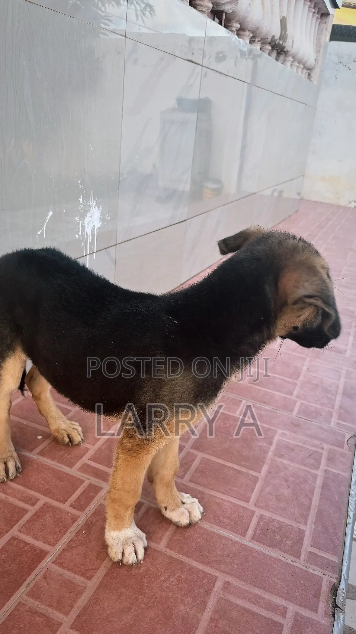3-6 months Female Purebred German Shepherd