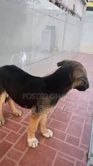 3-6 months Female Purebred German Shepherd