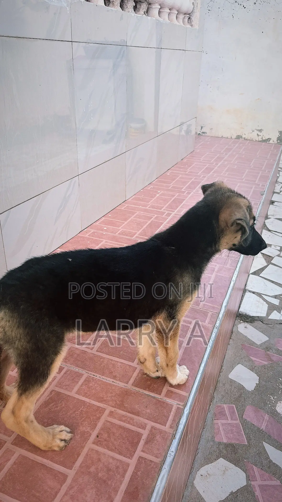 3-6 months Female Purebred German Shepherd
