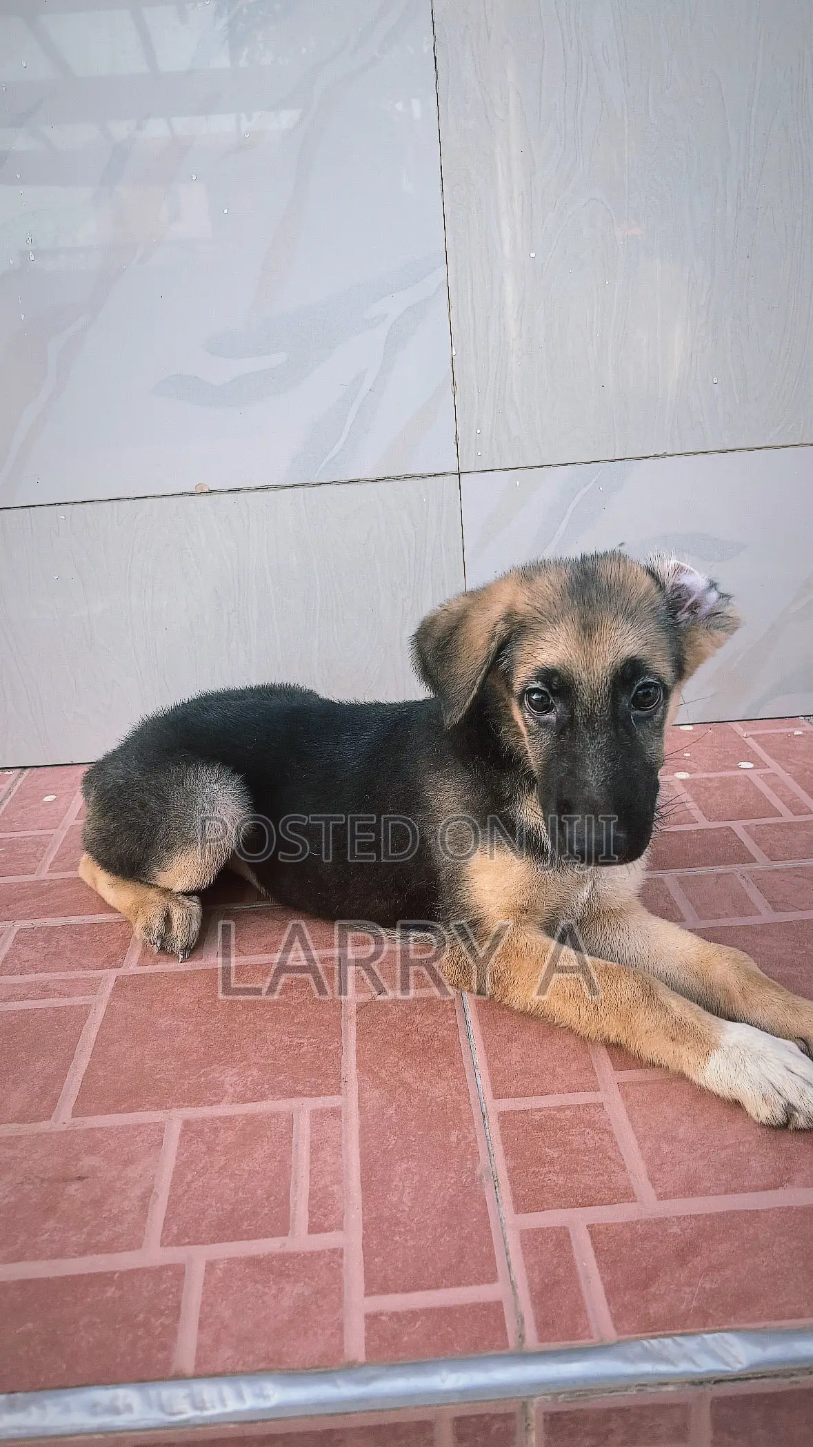 3-6 months Female Purebred German Shepherd