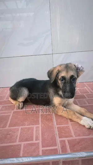 3-6 months Female Purebred German Shepherd