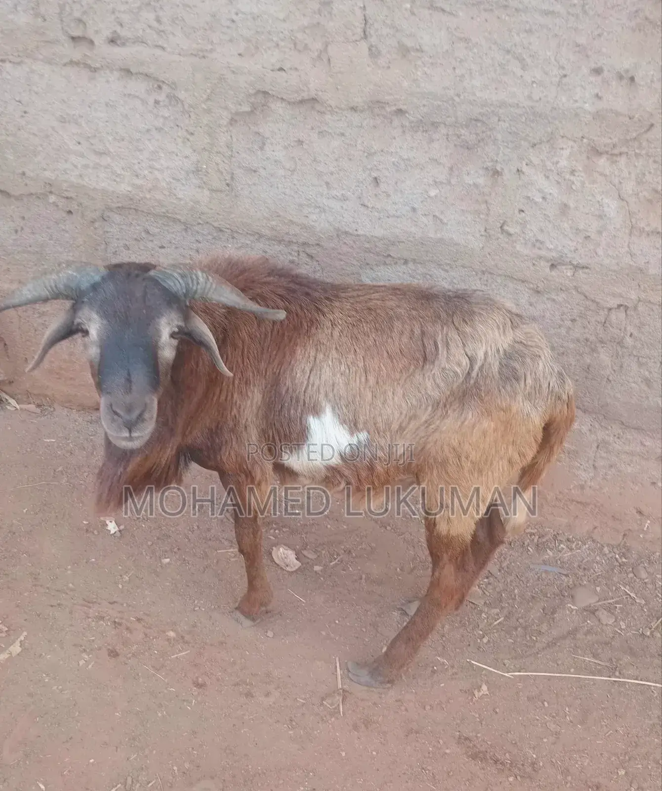 Nice Sheep Seller