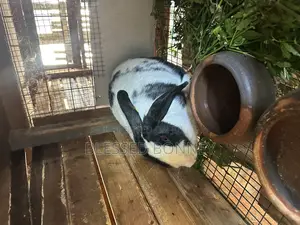 All Rabbit Breeds for Sale