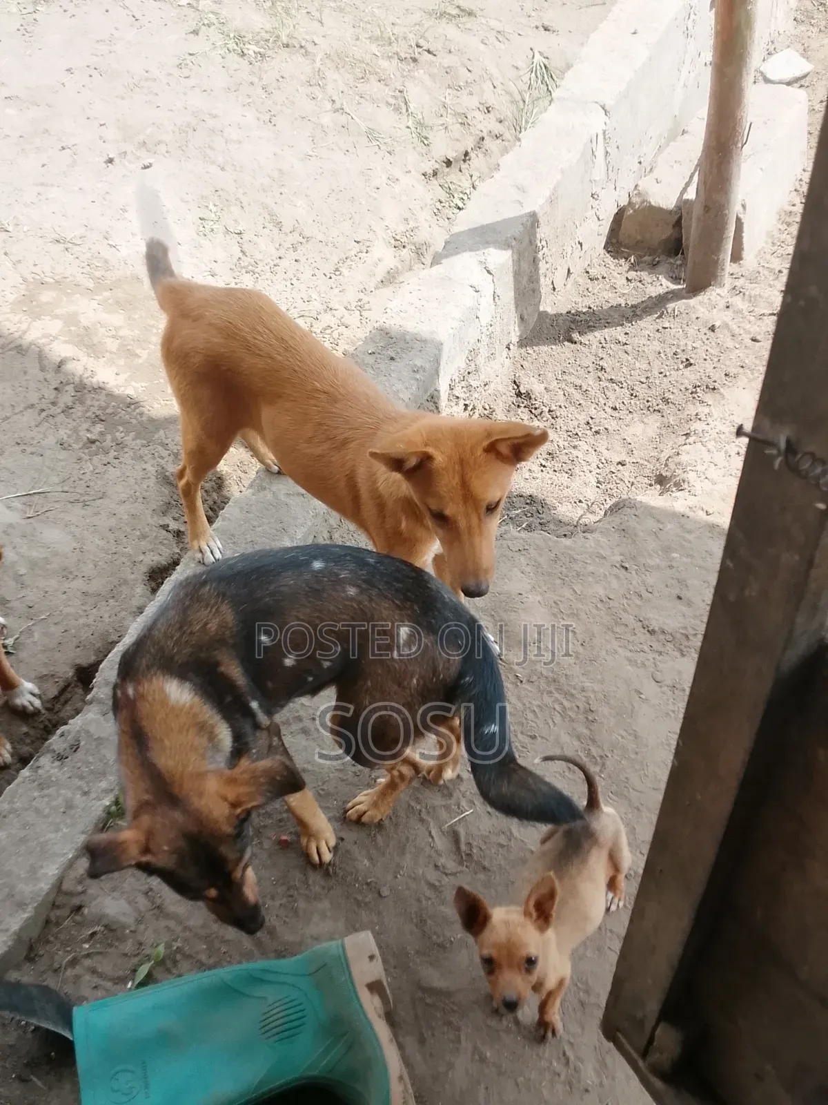 1-3 months Female Mixed Breed German Shepherd