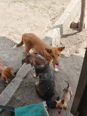 1-3 months Female Mixed Breed German Shepherd