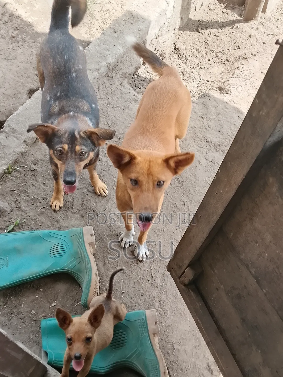 1-3 months Female Mixed Breed German Shepherd