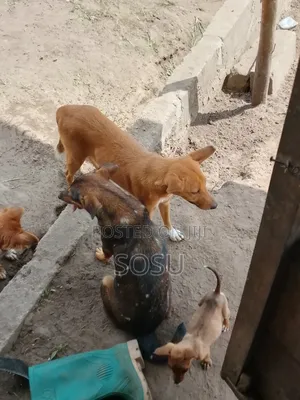 1-3 months Female Mixed Breed German Shepherd