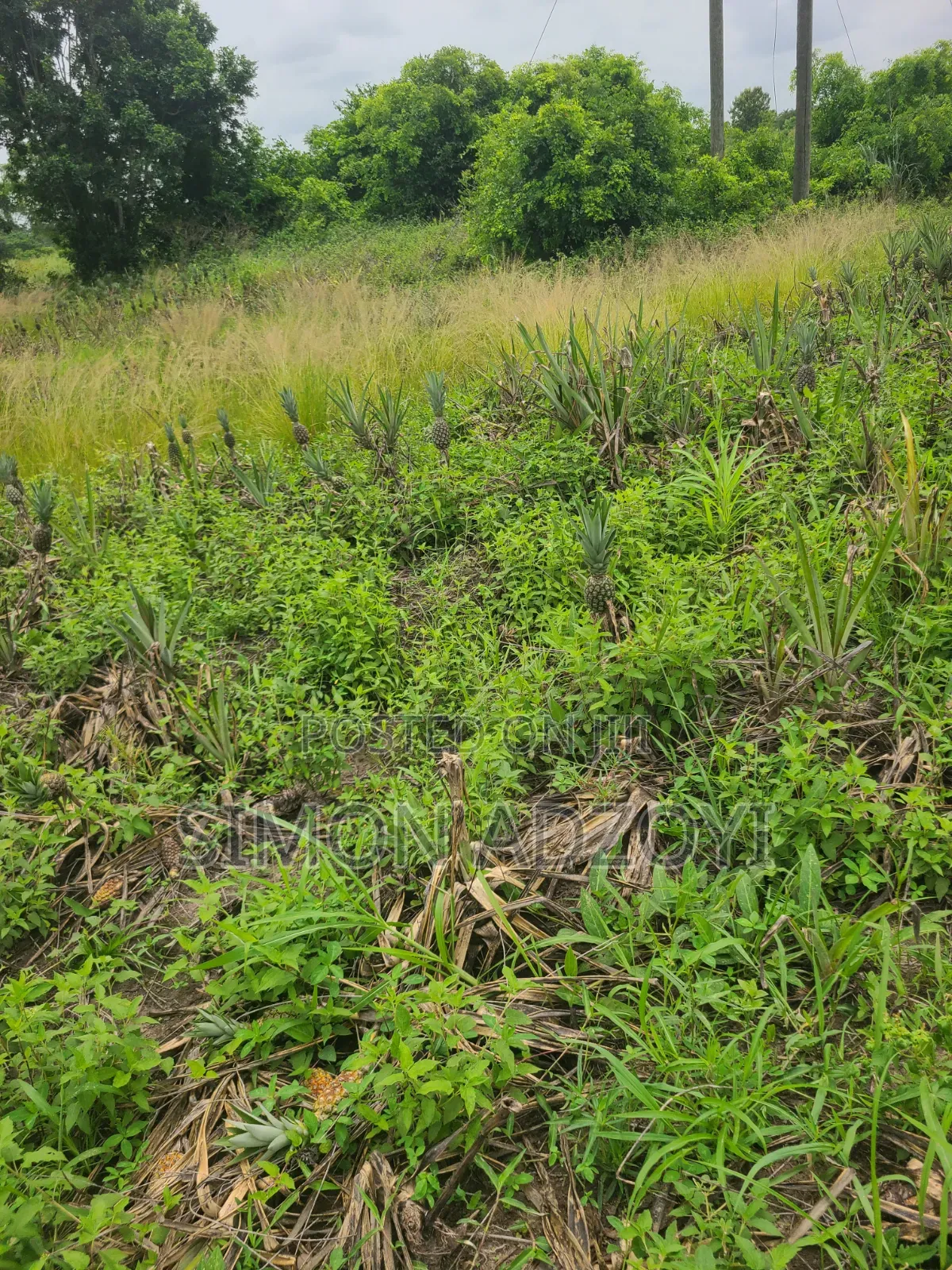 1000 Acres Volta River Front for Rent