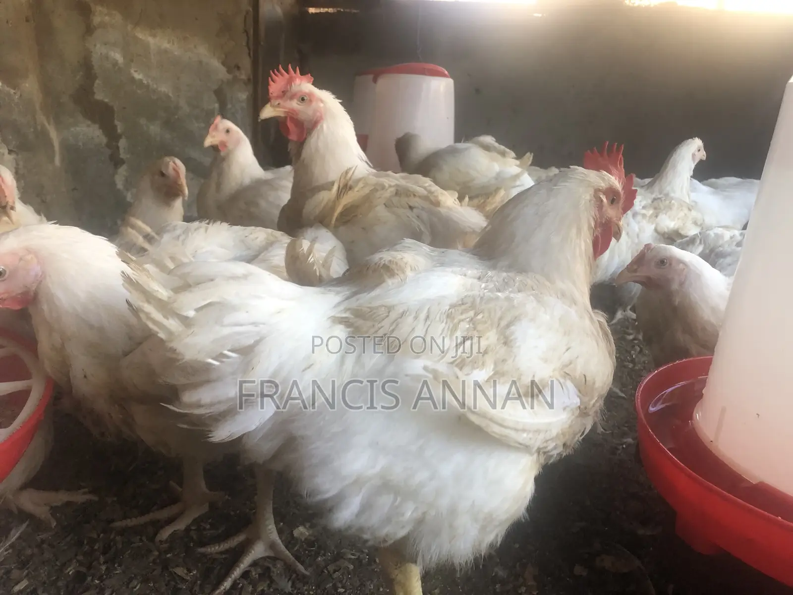 Matured Broilers for Sale
