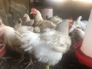 Matured Broilers for Sale