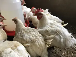 Matured Broilers for Sale