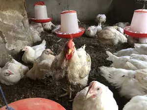 Matured Broilers for Sale