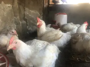 Matured Broilers for Sale