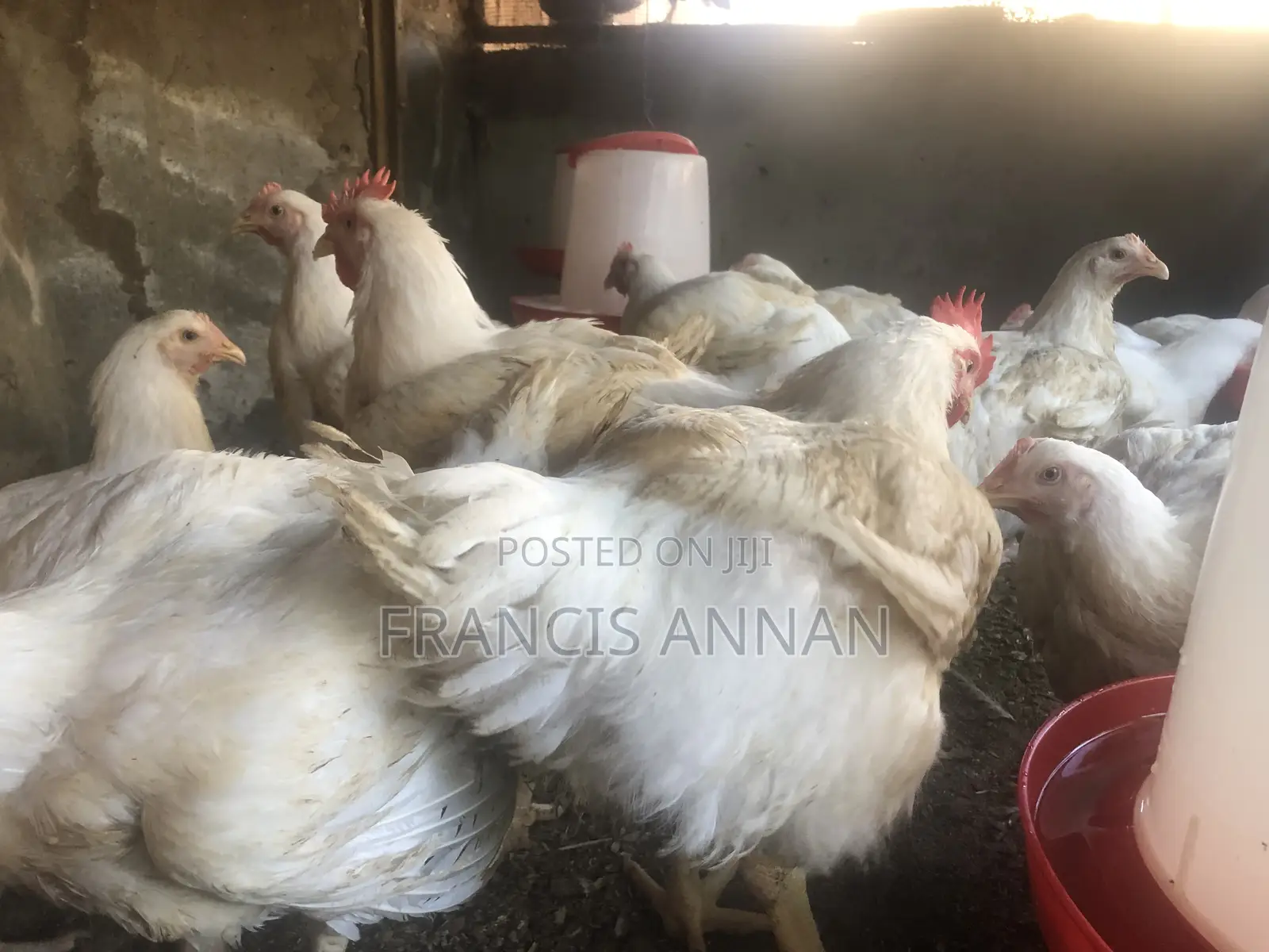 Matured Broilers for Sale