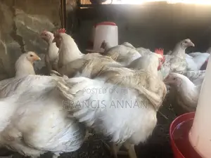 Matured Broilers for Sale