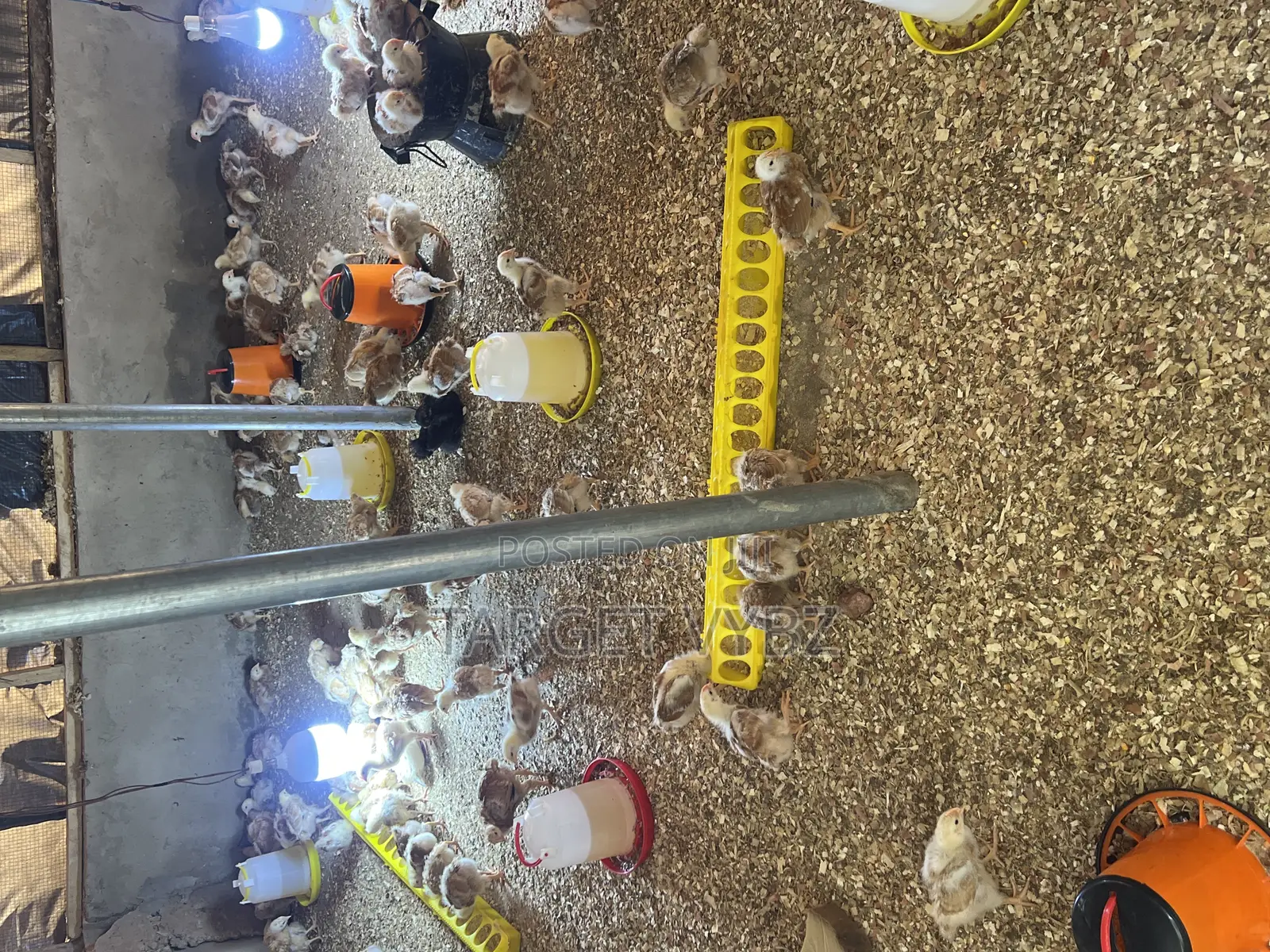 4 Weeks Old Sasso Chicks