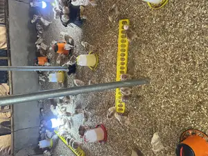 4 Weeks Old Sasso Chicks