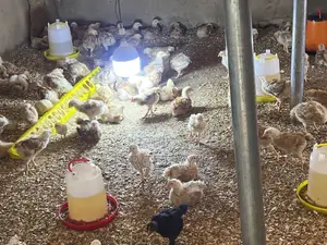 4 Weeks Old Sasso Chicks