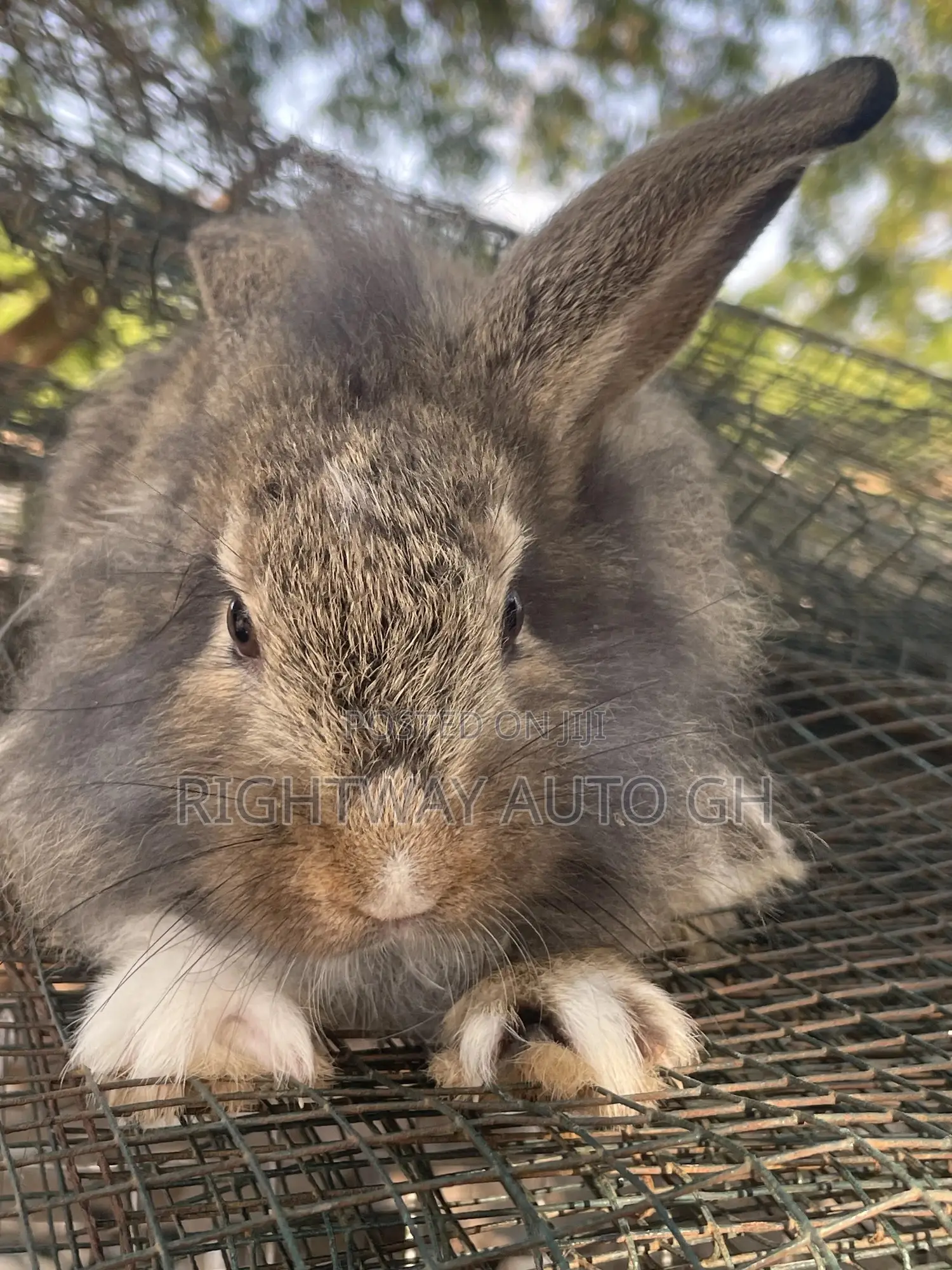 King’S Rabbit Farm