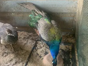 Pair of Peafowl