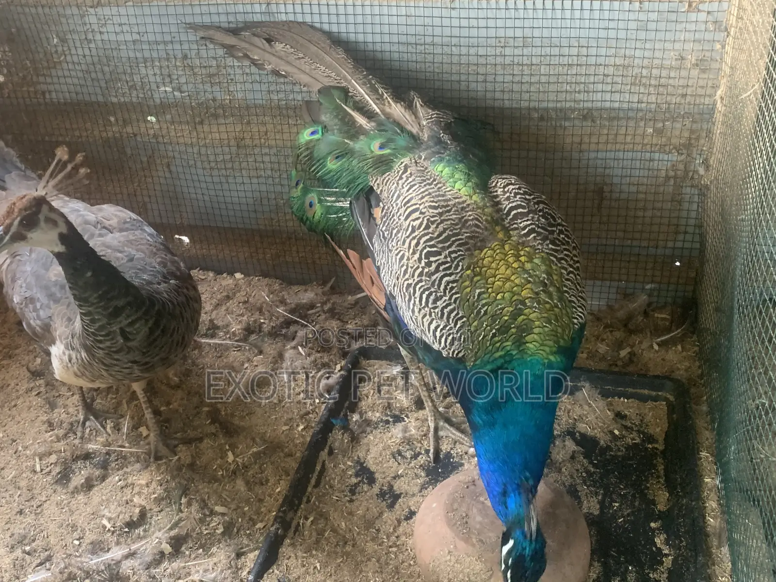 Pair of Peafowl
