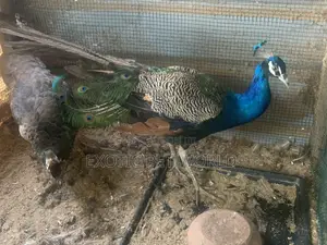 Pair of Peafowl