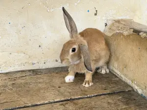 M M Rabbits