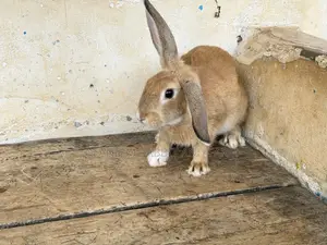 M M Rabbits