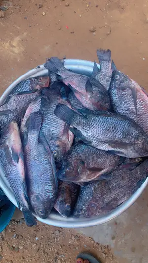 Fresh. Tilapia Available