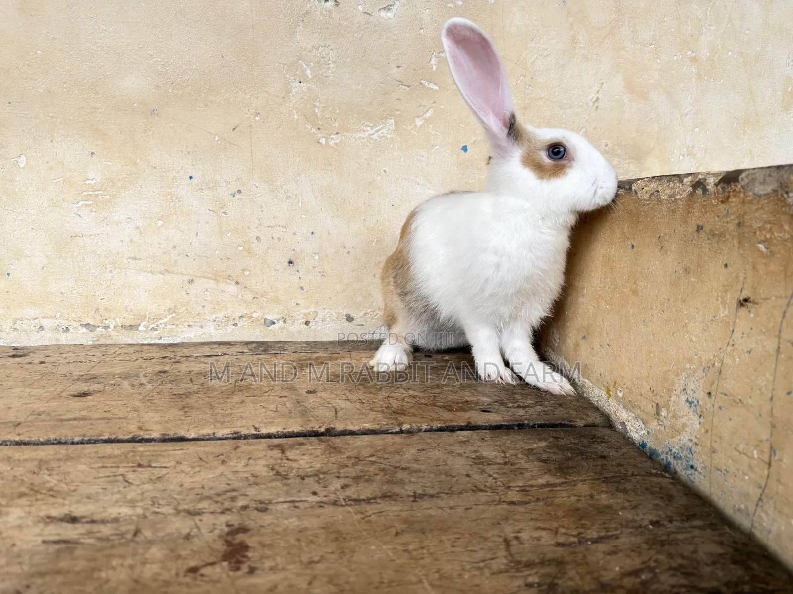 M M Rabbit Farms