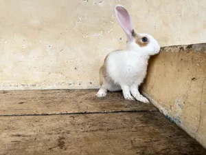 M M Rabbit Farms