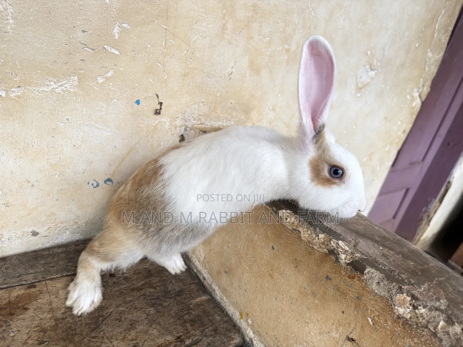 M M Rabbit Farms