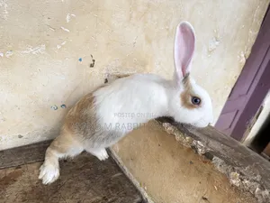 M M Rabbit Farms