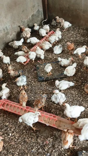 Fully Vaccinated Sasso Birds