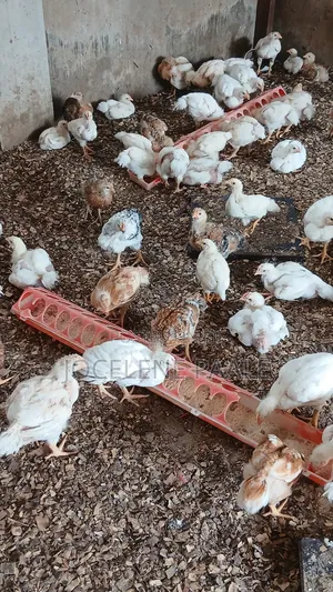 Fully Vaccinated Sasso Birds
