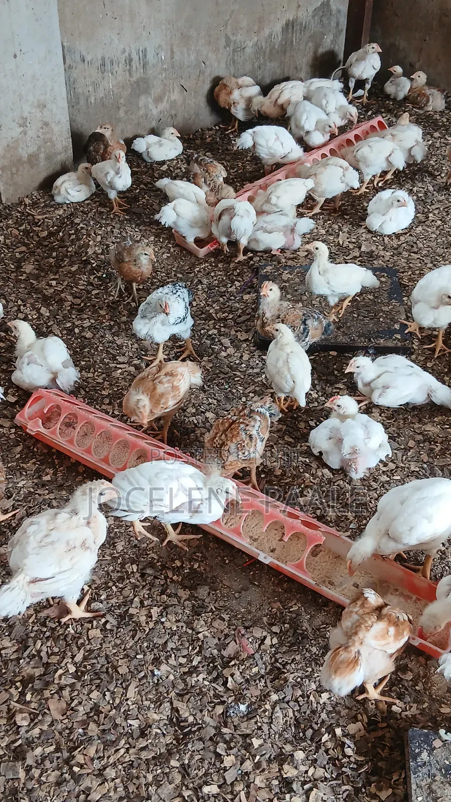 Fully Vaccinated Sasso Birds