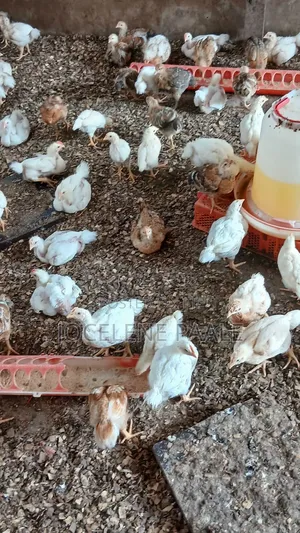 Fully Vaccinated Sasso Birds