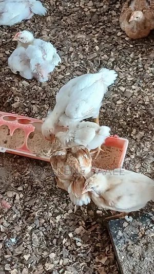 Fully Vaccinated Sasso Birds