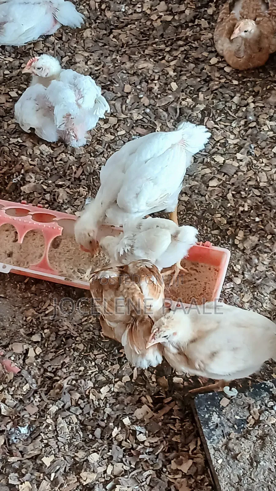 Fully Vaccinated Sasso Birds
