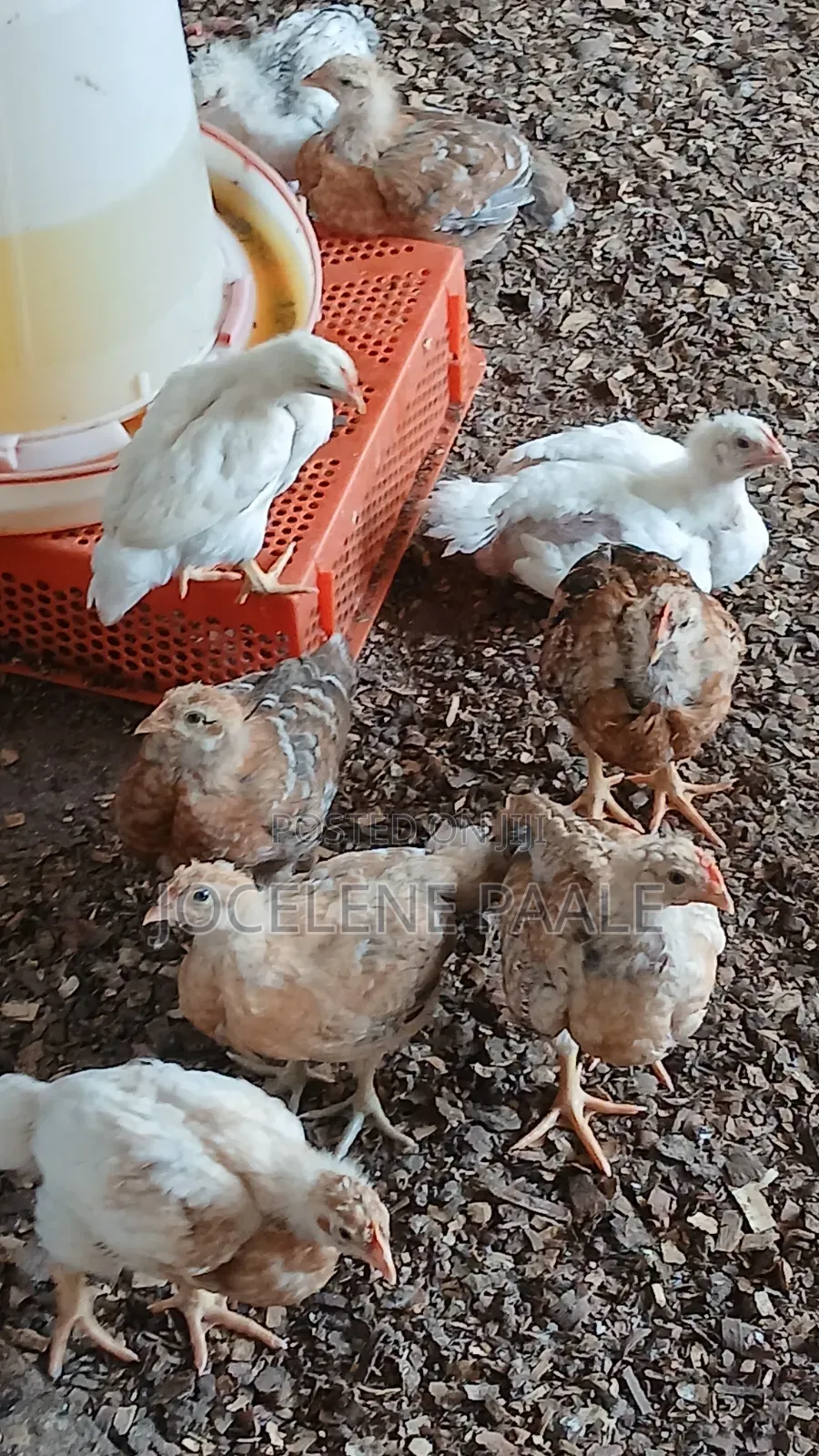 Fully Vaccinated Sasso Birds