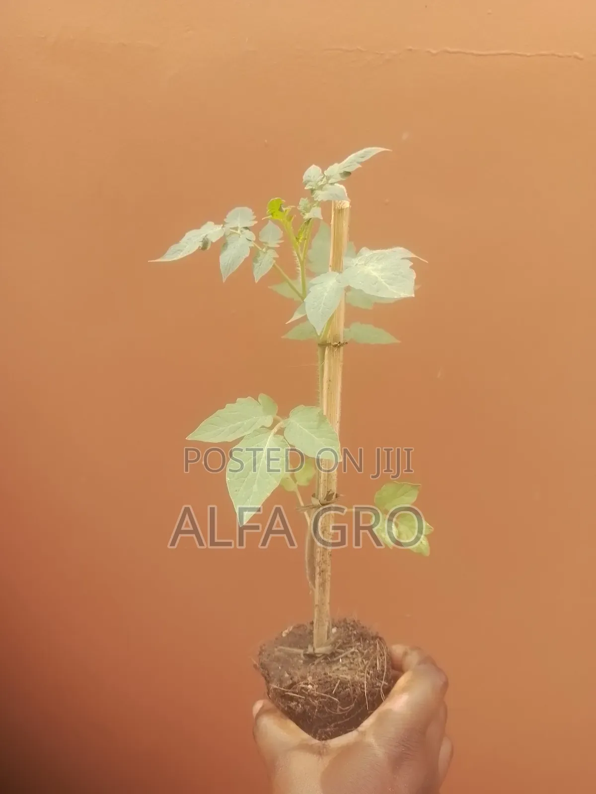 Tomatoes Plant