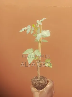 Tomatoes Plant